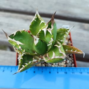 Agave titanita Kyoto