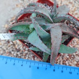 Aloe AC3 Пагін з цієї рослини