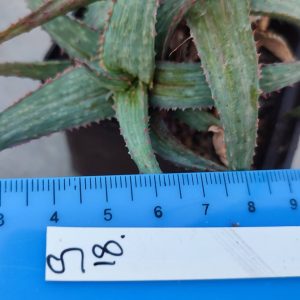 Aloe selection variegata  Пагін з цієї рослини що на фото
