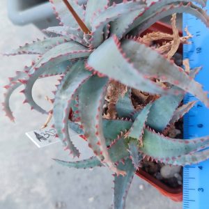 Aloe A307 Пагін з цієї рослини
