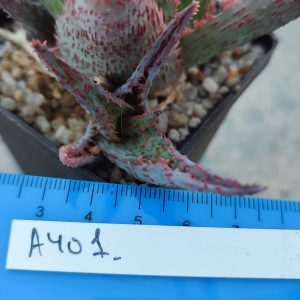 Aloe A401 Пагін з цієї рослини що на фото