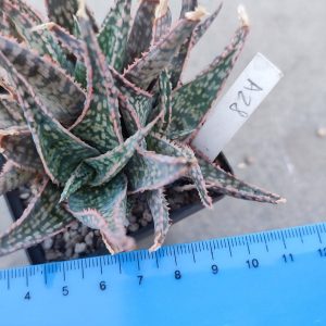 Aloe A28  Пагін з цієї рослини