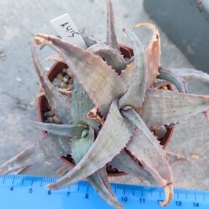 Aloe A415 Пагін з цієї рослини