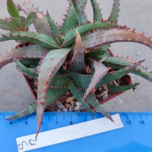 Aloe S12  Пагін з цієї рослини