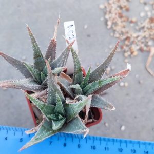 Aloe Ac7 Пагін з цієї рослини