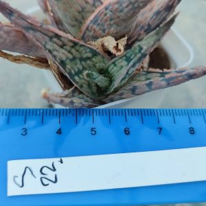 Aloe S22 Пагін з цієї рослини