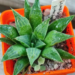 Haworthia magnífica acuminata