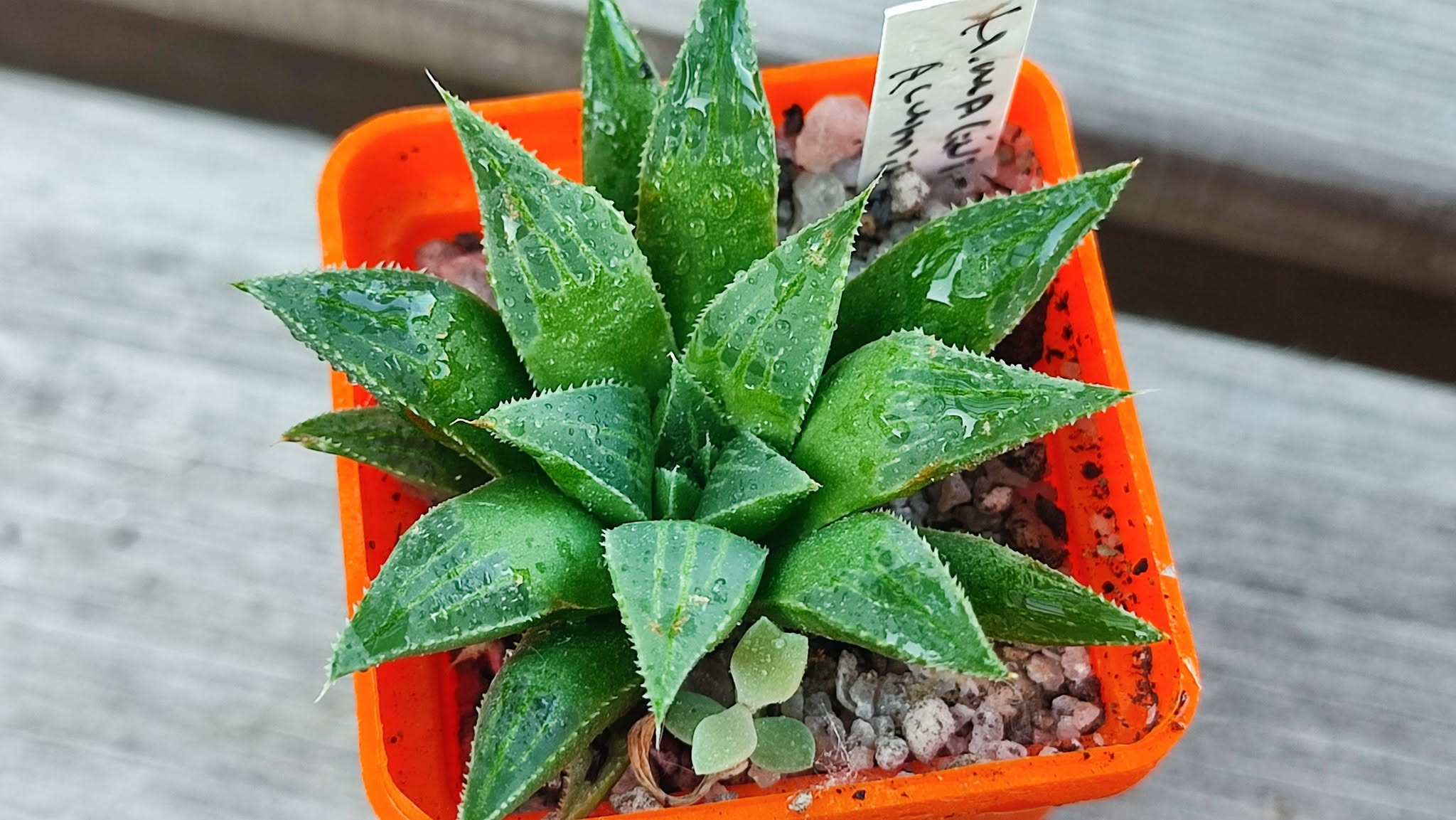 Haworthia magnífica acuminata