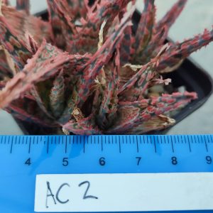 Aloe AC2 Пагін з цієї рослини що на фото