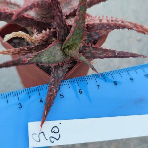 aloe S20  Пагін з цієї рослини що на фото