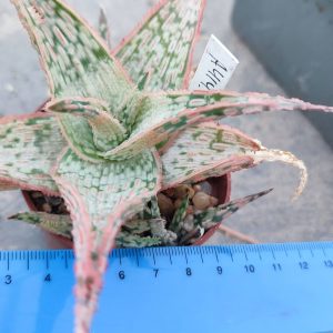 Aloe A414  Пагін з цієї рослини