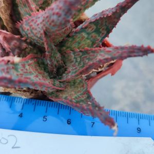 Aloe A302 Пагін з цієї рослини що на фото