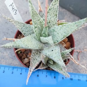 Aloe A413 Пагін з цієї рослини