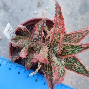 Aloe A405  Пагін з цієї рослини