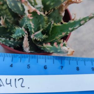 Aloe A412  Пагін з цієї рослини що на фото