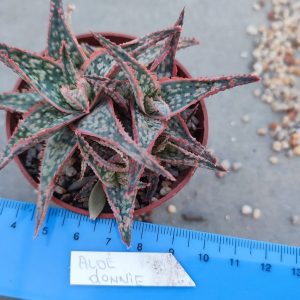 Aloe Donnie