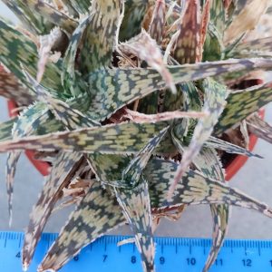 Aloe cv Madagascar  Пагін з цієї рослини