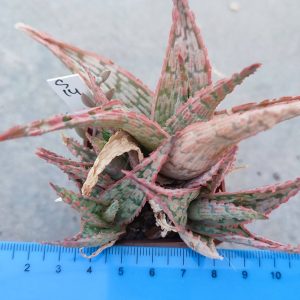 Aloe S14 Пагін з цієї рослини