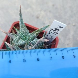 aloe descoinsii Пагін з цієї рослини
