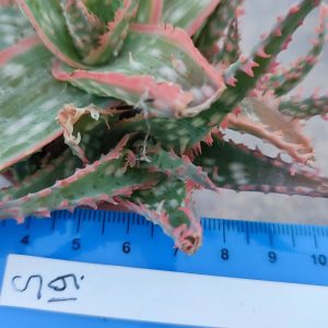 Aloe S19  Пагін з цієї рослини що на фото