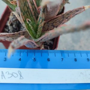 Aloe A308  Пагін з цієї рослини що на фото