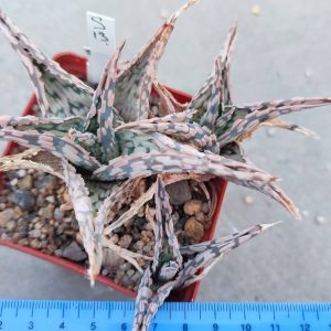 Aloe S13 Пагін з цієї рослини