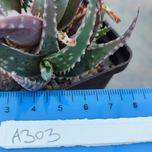Aloe A303 Пагін з цієї рослини що на фото