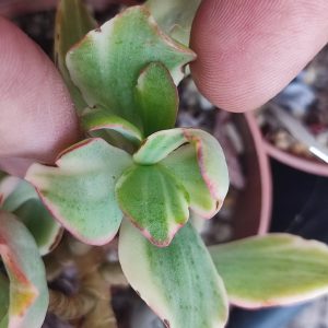 Crassula curly variegata черенок 150