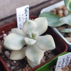Graptoveria titubans var 200 зріз
