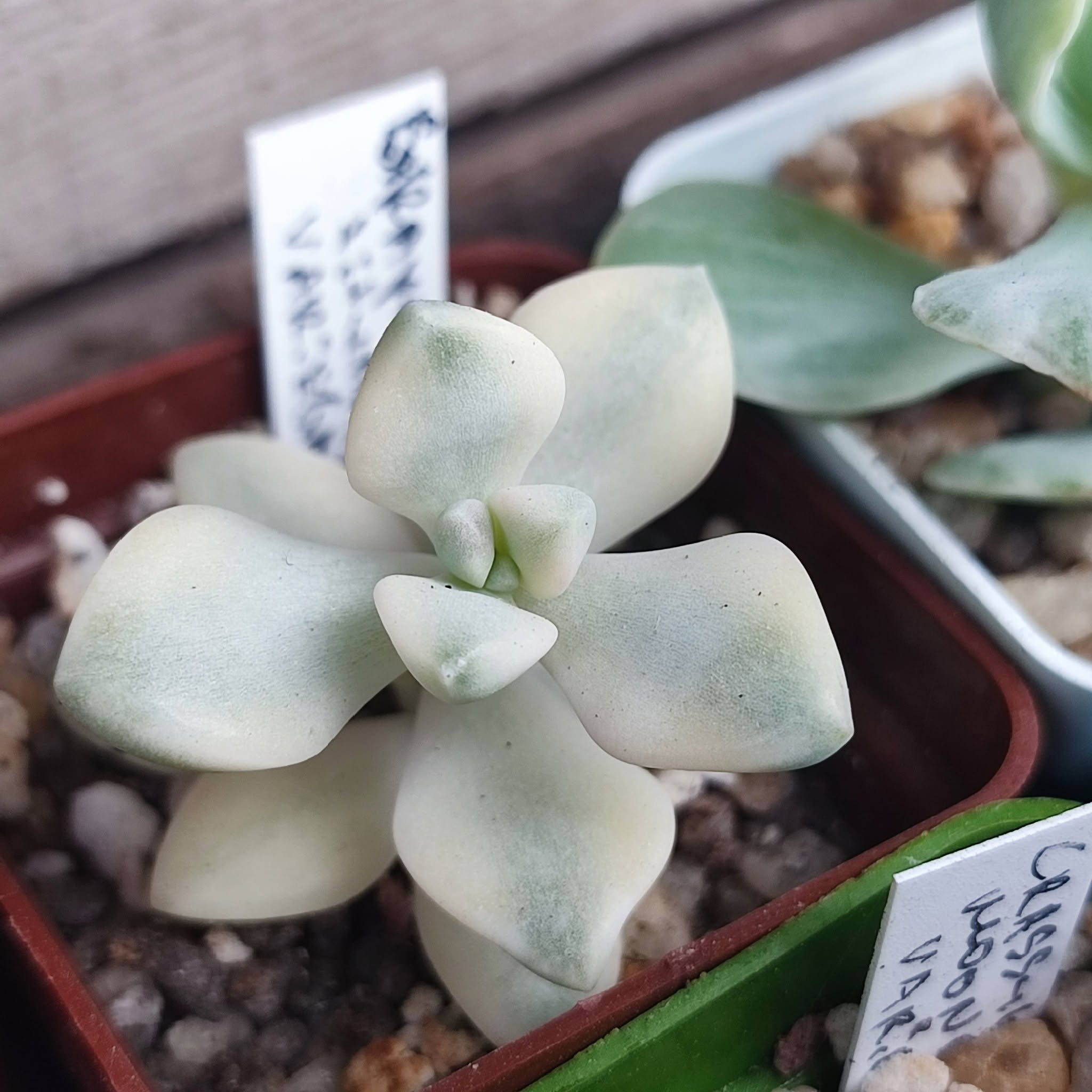 Graptoveria titubans var 200 зріз