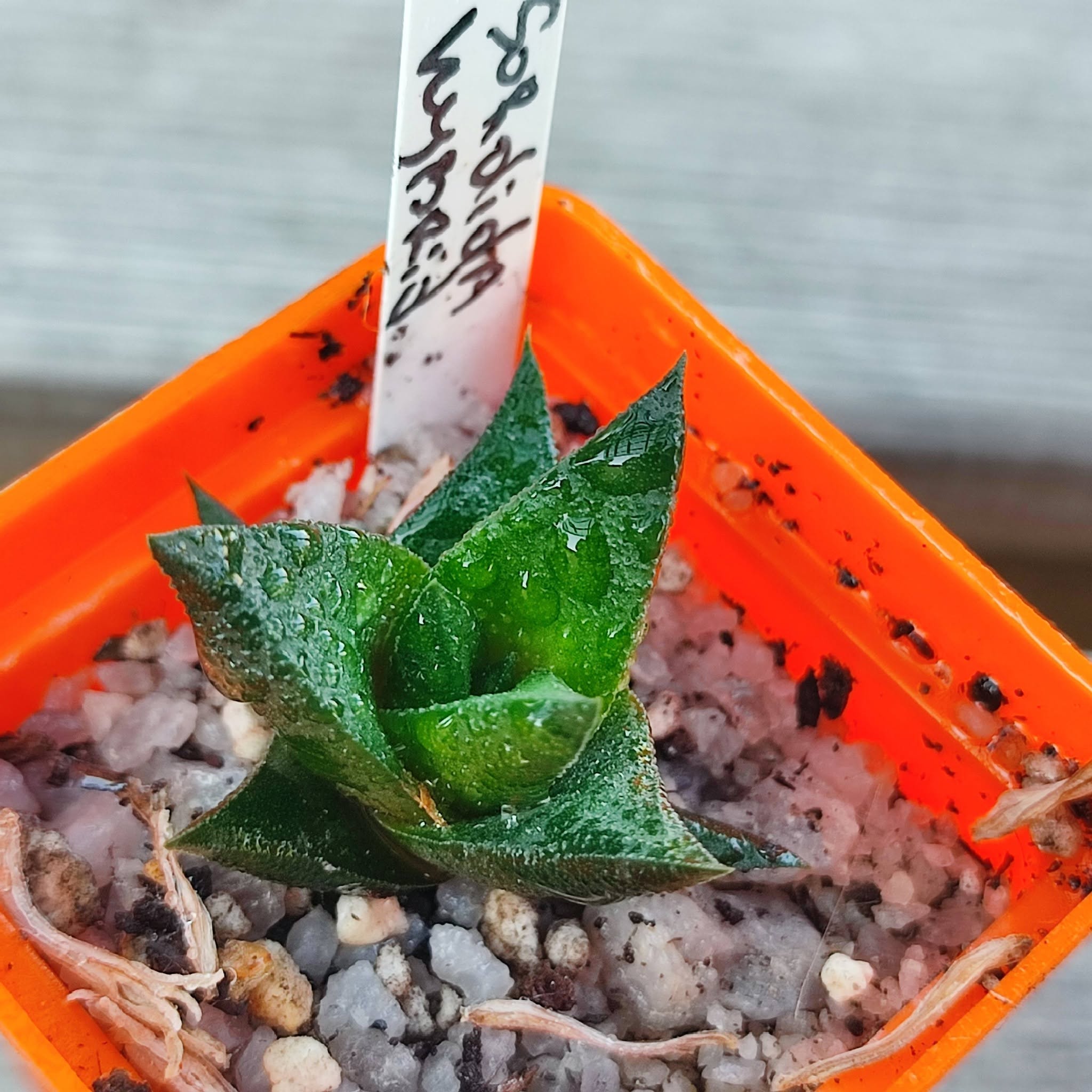 Haworthia sórdida hybrid