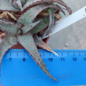 Aloe S23 Пагін з цієї рослини