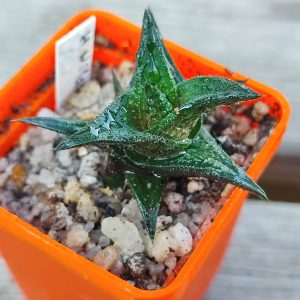 Haworthia nigra