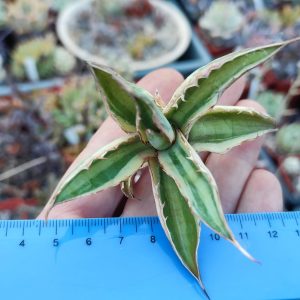 agave lophantha quadricolor пагін без коріння