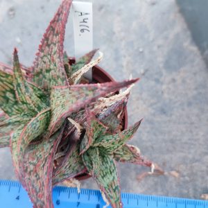 Aloe A416  Пагін з цієї рослини