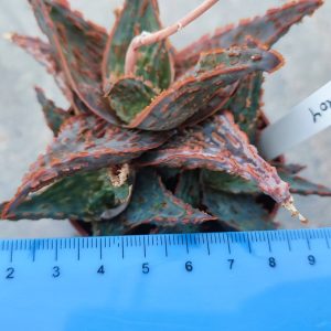 Aloe A404 Пагін з цієї рослини