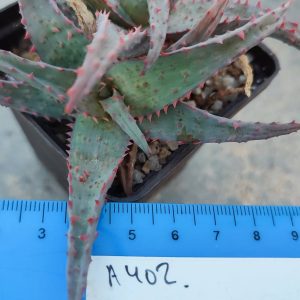 Aloe A402  Пагін з цієї рослини що на фото