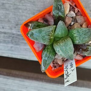 haworthia springbokvlakensis hybrid