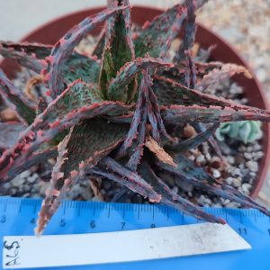 Aloe A65  Пагін з цієї рослини