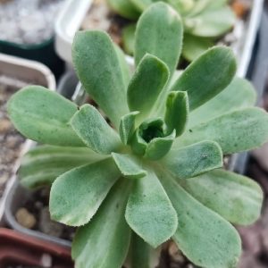 Aeonium SP