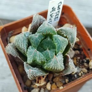 Haworthia Cooperi venusta