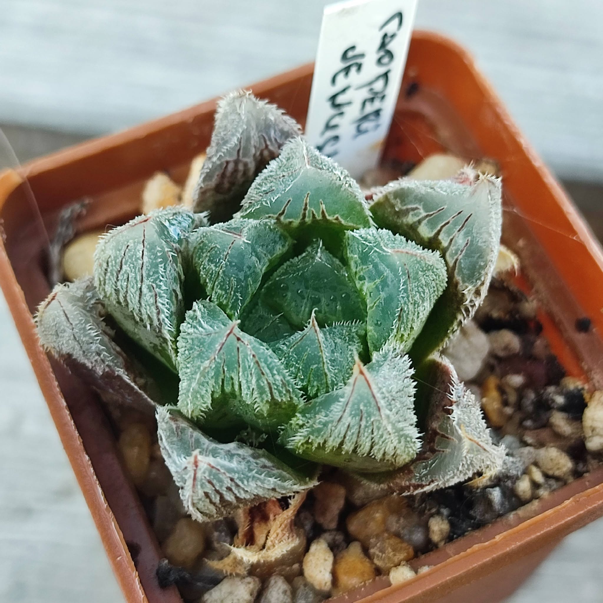 Haworthia Cooperi venusta