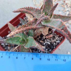Aloe A56  Пагін з цієї рослини