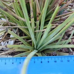Agave stricta rubra
