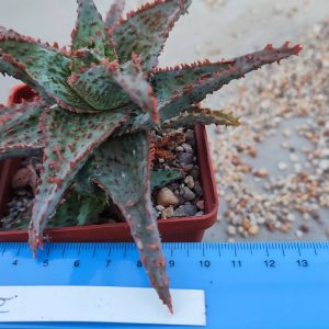 Aloe S14  Пагін з цієї рослини