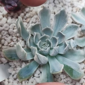 echeveria royal chrysanthemum 450 черенок