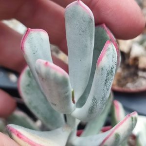 Cotyledon orbiculata variegata черенок 450