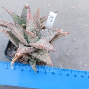 Aloe A9  Пагін з цієї рослини