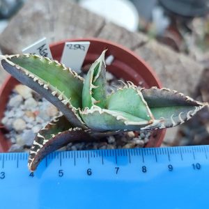 Agave titanita Kyoto