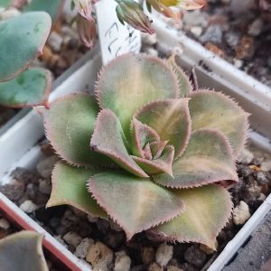 Aeonium fly 200